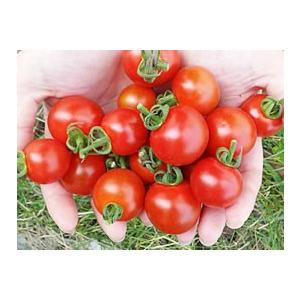 横井さんのフルーツトマト（1kg）