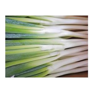 長ネギ