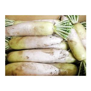 秋場さんの無肥料大根・土付き（３本）