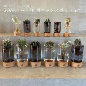 SOAKハイドロポニックスポット スタンダード 水栽培用ガラス鉢