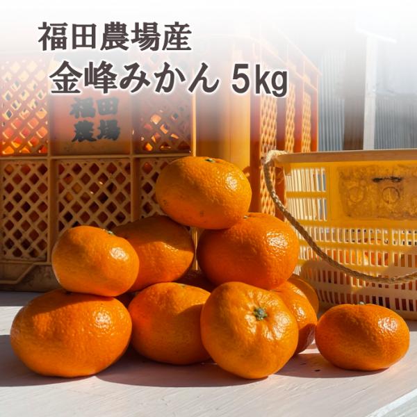 温州 金峰みかん 5kg 熊本県産 防腐剤 防かび剤不使用 ご家庭用 有機肥料栽培 福田農場