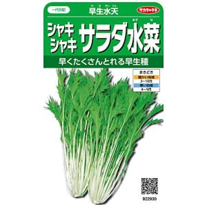 サカタのタネ 実咲野菜2930 シャキシャキサラダ水菜 早生水天 00922930