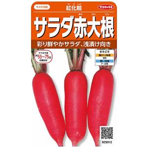 サカタのタネ 実咲野菜5012 紅化粧 サラダ赤大根