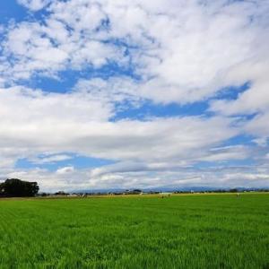新米 特別栽培米 5キロ ミルキークイーン 白...の詳細画像2