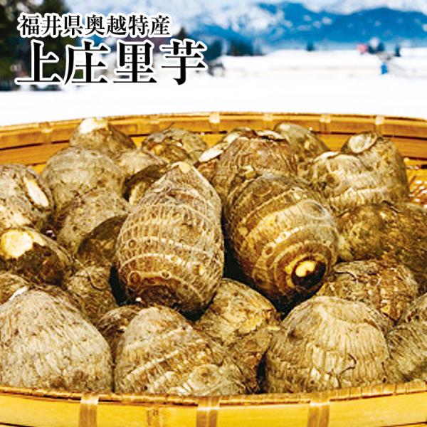 福井県特産上庄里芋約３Ｋ化粧箱 青秀品  お歳暮・贈答用にも おせち料理に さといも 里芋