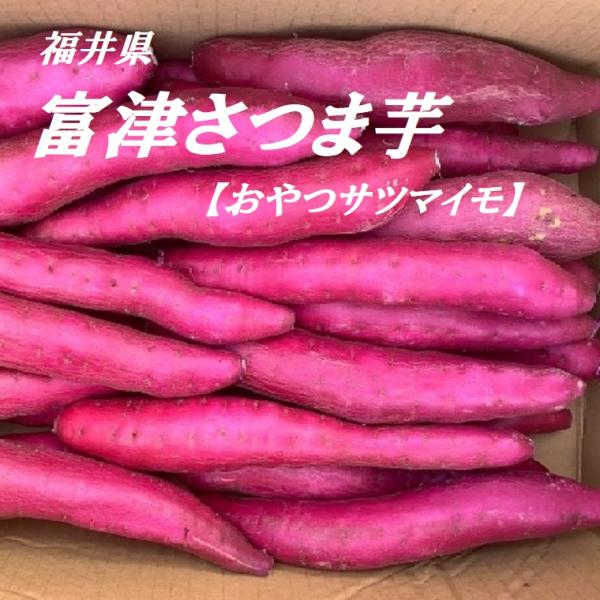 福井県あわら特産《おやつサツマイモ》富津さつまいも 小粒サツマイモ お試し約１ｋｇ〜３ｋｇ  富津金...