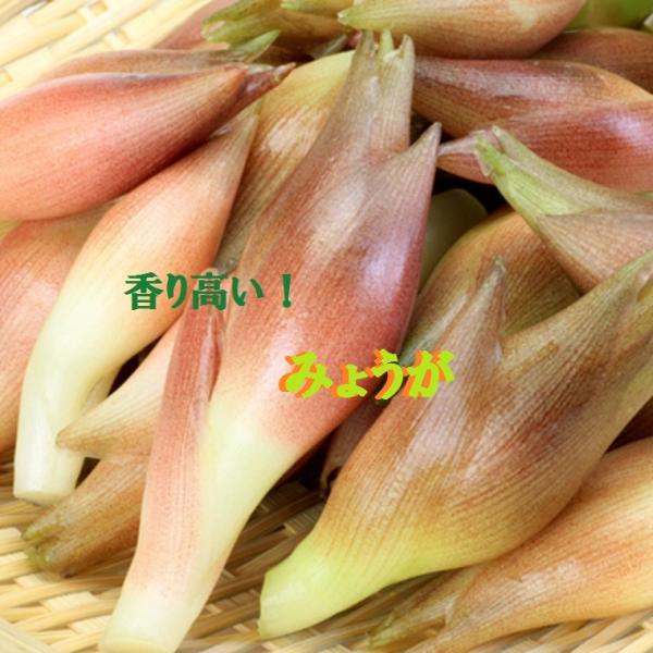 高知県産みょうが たっぷり！約2ｋｇ入り 今なら甘酢１袋も付いています！