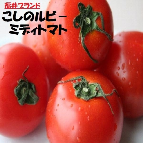 福井県産ブランド 越のルビートマト 約２Ｋ箱 フルーツミディトマト こしのルビー フルーツトマト 福...