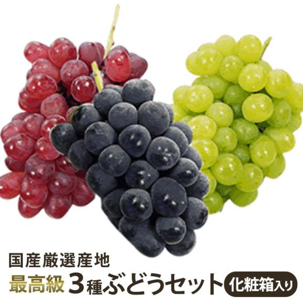 果物ギフト ３種ぶどう化粧箱 3房入り  種無しピオ−ネ等黒・シャインマスカット等緑・ゴルビ−等赤 ...
