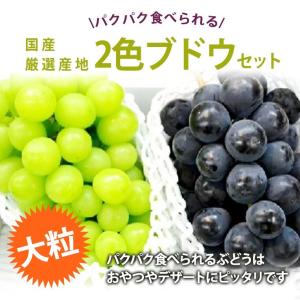 国産大粒ぶどう2種化粧箱 緑と黒ぶどう【シャイ...の詳細画像1