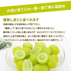 国産大粒ぶどう2種化粧箱 緑と黒ぶどう【シャイ...の詳細画像2