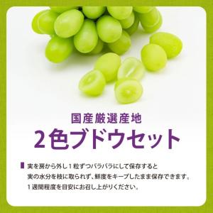 国産大粒ぶどう2種化粧箱 緑と黒ぶどう【シャイ...の詳細画像4