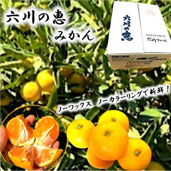【六川の恵みかん】小粒 2S-3S  1kg箱 和歌山県から 有田ゆら早生他 みかん ミカン 柑橘 ...