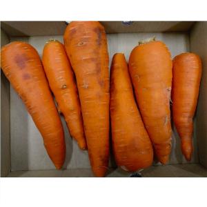 食品ロス 国産人参訳ありB級約3K箱 北海道他...の詳細画像4