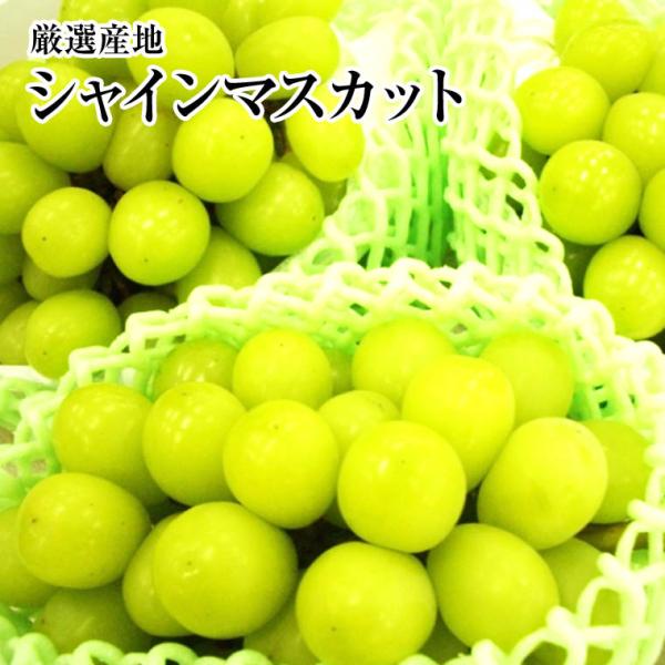 【シャインマスカット1房パック】1パック 2パック 3パック 国産 大粒葡萄 葡萄 シャインマスカッ...