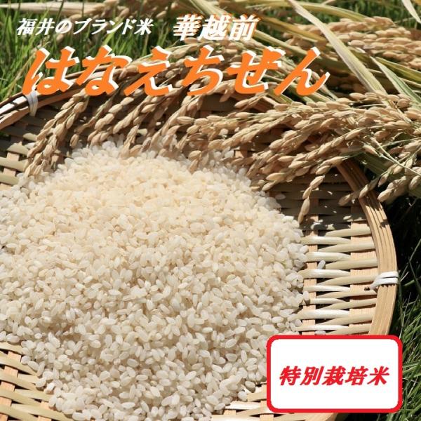 【はなえちぜん】華越前 福井の一番早い新米 ハナエチゼン 精米 2KG袋 白米 新米は通年８月下旬ご...