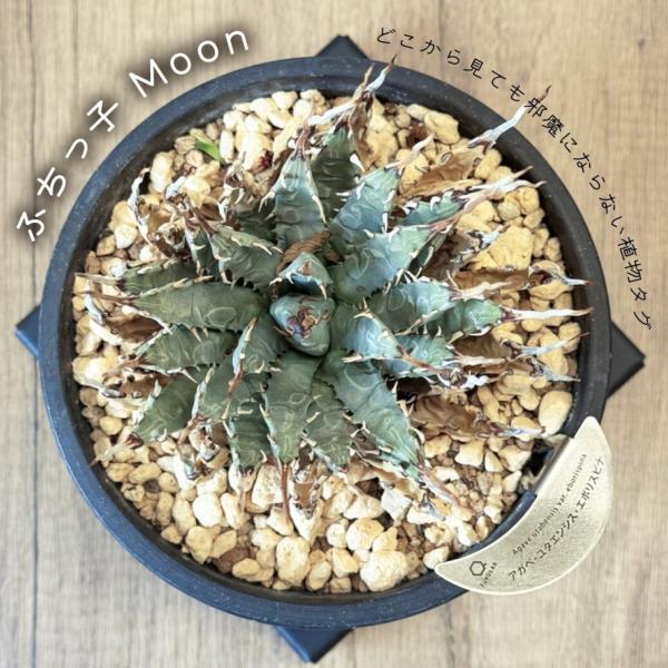 植物タグ ステンレス製『ふちっ子 Moon』 S/Mサイズ プランツタグ アガベ パキポディウム 多...
