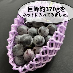 フルーツキャップ KNW-13 ゴム無 グリー...の詳細画像4