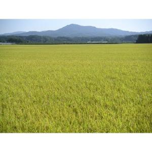 令和7年新米 福島県中通り産 こしひかり 白米...の詳細画像4