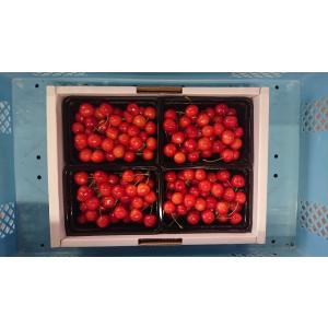 まるせい果樹園｜さくらんぼ｜紅秀峰｜２８０ｇ×４ｐ入