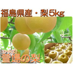 奄美大島 すもも プラム 約5kg（箱込）加工用 ご家庭用 Mサイズ（小玉