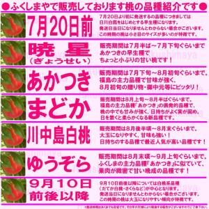 桃 福島県 献上桃の郷 桑折町産 特秀品桃 1...の詳細画像3