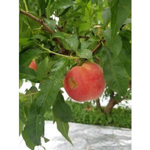 【訳あり特価】桃　５kg