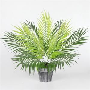 ハワイ 観葉植物 観葉植物 の商品一覧 花 ガーデニング 通販 Yahoo ショッピング