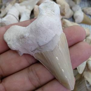 サメの歯化石 インドネシア産 メガロドン 上顎の幅広歯 サメの歯化石