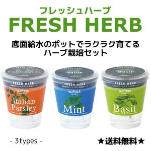 フレッシュハーブ Fresh Herb おうち時間で簡単に ハーブ栽培セット ミント バジル イタリアンパセリ