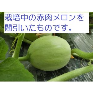摘果メロン5kg【北海道 農家直送】の詳細画像1