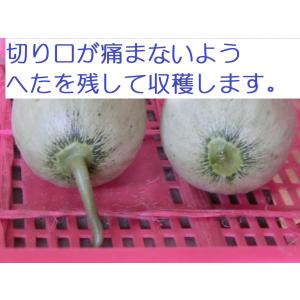 摘果メロン5kg【北海道 農家直送】の詳細画像2