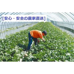 富良野産 赤肉メロン 大玉3玉 ラベンダー付き...の詳細画像2