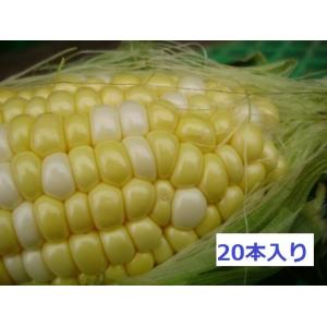 富良野産 とうもろこし 20本入箱 【北海道 ...の詳細画像2
