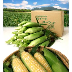 富良野産 とうもろこし 20本入箱 【北海道 ...の詳細画像5