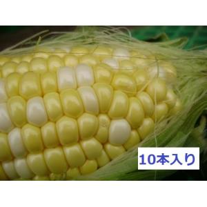 富良野産 とうもろこし 10本入箱 【北海道 ...の詳細画像2