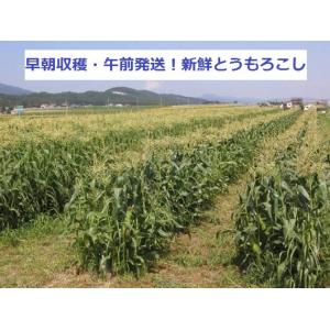 富良野産 とうもろこし 10本入箱 【北海道 ...の詳細画像3