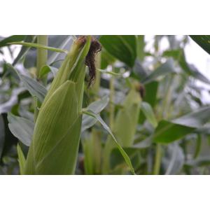富良野産 とうもろこし 10本入箱 【北海道 ...の詳細画像4