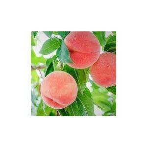 【申込期間は9月11日まで】福島県桑折町産桃　品種おまかせ3kg箱入（ご自宅用）