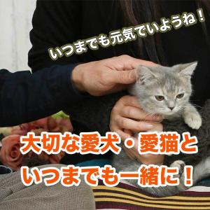 犬用 酵素 【初回限定・送料無料】国産サプリメ...の詳細画像5