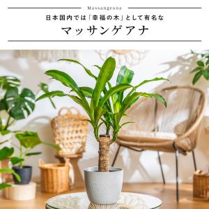 観葉植物 本物 マッサン ドラセナ マッサンゲ...の詳細画像5
