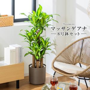 マッサン 観葉 植物 本物 観葉植物 8号 高さ約110〜130cm ドラセナ マッサンゲアナ おしゃれ 幸福の木 ドラセナ・マッサンゲアナ 鉢 お祝い 育てやすい 初心者