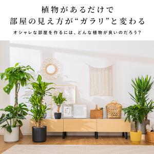 マッサン 観葉 植物 本物 観葉植物 8号 高...の詳細画像2
