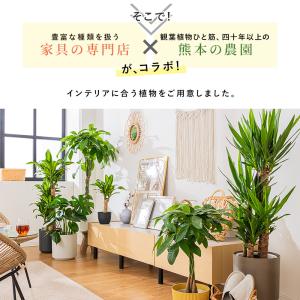 マッサン 観葉 植物 本物 観葉植物 8号 高...の詳細画像3