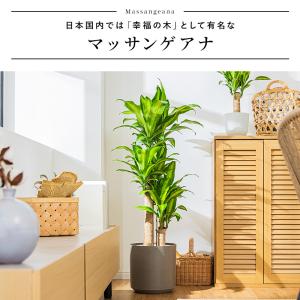マッサン 観葉 植物 本物 観葉植物 8号 高...の詳細画像5