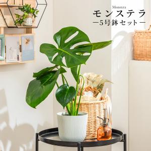 MINT モンステラ 観葉植物 5号 高さ約40〜55cm 鉢カバー付き 鉢 植物