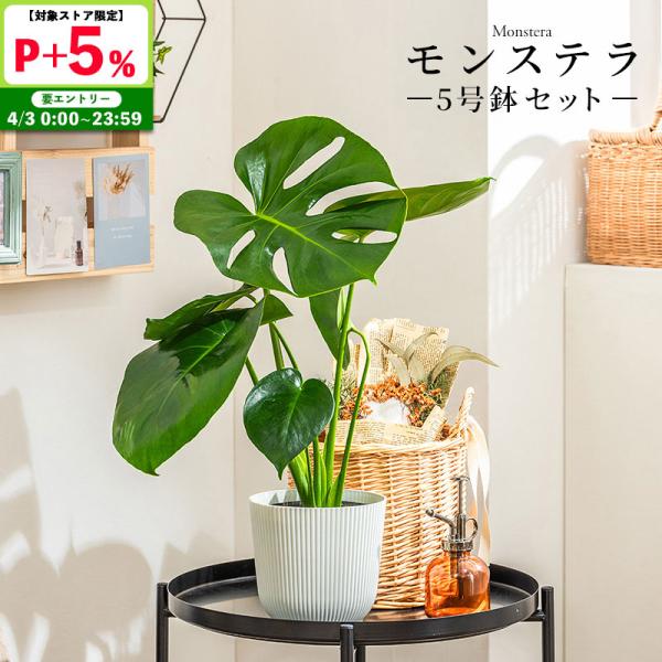 モンステラ 観葉植物 5号 高さ約40〜55cm 鉢カバー付き 鉢 植物 鉢カバー付き おしゃれ 植...
