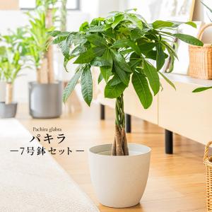 観葉植物 パキラ ねじねじ 8号 : 花の助 - 通販 - Yahoo!ショッピング