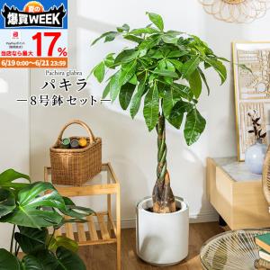 パキラ 観葉植物 8号 鉢カバー付き 高さ約100〜120cm 鉢 植物 本物 インテリア お祝い オフィス 店舗 事務所 おしゃれな植木鉢 プレゼント 育てやすい 初心者