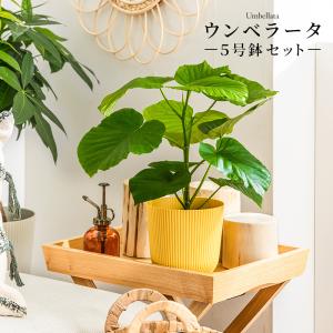 リューカデンドロン サマーフレーム 高さ約43cm 5号プラ鉢 観葉植物